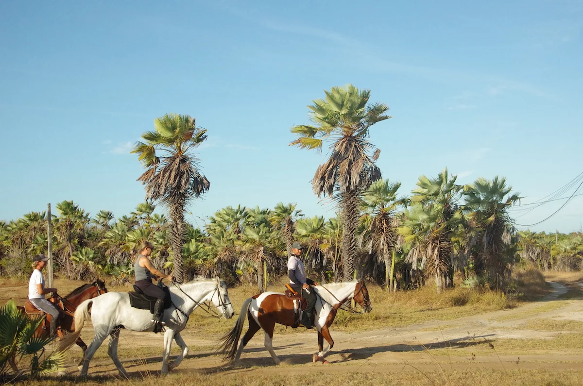 Horseback riding in the Brazilian backyard, with lush greenery and a serene landscape providing a scenic backdrop for the equestrian activity.